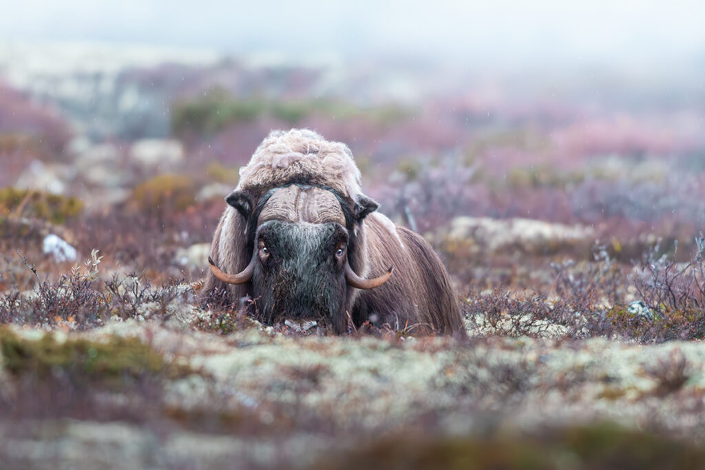 bue muschiato, norvegia